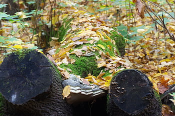 Kofferraum, Baum, Natur, Schnitt, fallen, Boden, der Herbst, Blätter, trocken, Farben, Muskel