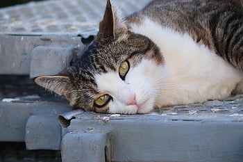 kat, gnaven, ligge, portræt, kæledyr, tæt på, dyr, indenlandske kat, pels, øjne, overskæg