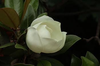 natural, plant, nature, beautiful Flowers, flowers, flower Background, bud, full Box, flower Wallpaper, 泰山木, white