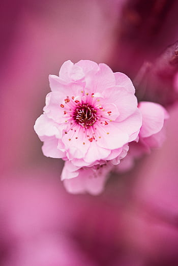 pink cherry blossom, white and pink petals, selective focus, soft focus background, delicate flower, full bloom, natural beauty, floral photography, spring flowers, pink petals, cherry blossom flower