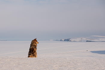 Pes, chraplavý, sibiřský husky, tažný pes, domácí zvíře, psí, siberia, jezero Bajkal, Příroda, zvíře, zimní