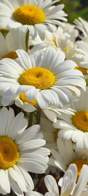 chamomile, flowers, bloom, blossom, petals, growth, nature, spring, bouquet, plants, meadow
