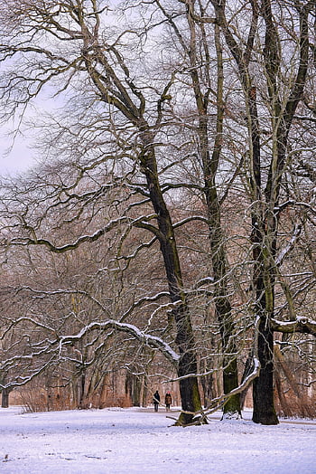 park, stromy, zimní, sníh, zasněžený, mráz, led, Studený, Holé stromy, pole, krajina