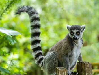lemur ekor cincin, margasatwa, hewan, alam, pukang, kebun binatang, Madagaskar, primata, kera, kebun binatang salzburg