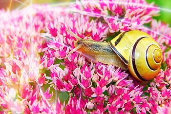 wstężyk Huntsman, snail, flowers, cereal, bars, garden, flower Background, floral, bright, animals, nature