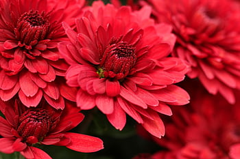 chrysanthemums, flowers, red Flowers, red Petals, petals, red Chrysanthemums, flower Wallpaper, bloom, blossom, flora, floriculture