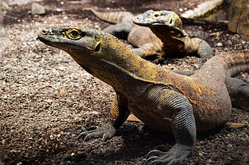 varan komodský, plaz, ještěrka, ostrov Komodo, Indonésie, nebezpečný, jed, schuppenkriechtier, dravec, šelmy