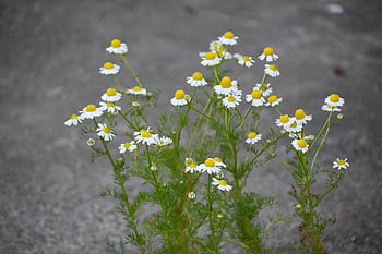 chamomile, flowers, beautiful Flowers, herbs, bloom, plant, nature, summer, blossom, flower Wallpaper, white