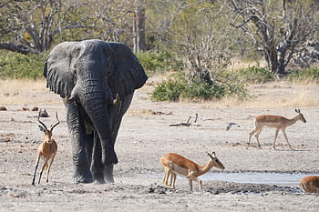 elefante, antilope, abbeveratoio, Africa, safari, animali, natura