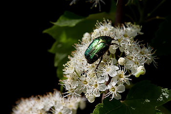 Shiny Gold Rose Beetle, Clafer di rosa comune, scarafaggio, natura, insetto, cetonia aurata, impollinazione, bellissimi fiori, carta da parati floreale, sfondo di fiori, fiore