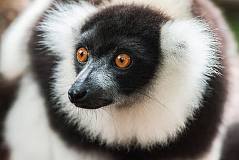 pukang, lemur kasar, primata, kera, Mamal, alam, hewan, Madagaskar, kasar