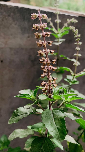 tulsi, holy Basil, ayurveda, leaf, plant