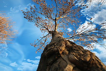tree, trunk, leaves, wood, bark, branches, foliage, sky, nature, forest