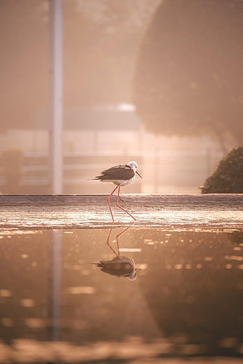 bird, puddle, sunset, phone Wallpaper, mobile Wallpaper, sunrise, iphone Wallpaper, aesthetic, ipad Wallpaper, samsung Wallpaper, aesthetic Wallpaper