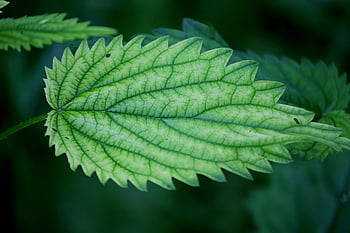 nettle, stinging Nettles, medicinal Plant, urtica, medicinal Herbs, urticaceae, herbal Medicine, wild Herb, foliage, nature