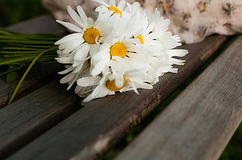 white daisies, brown wood, rustic wooden bench, fresh bouquet, elegant arrangement, outdoor setting, natural beauty, floral display, simple elegance, garden flowers, rustic charm