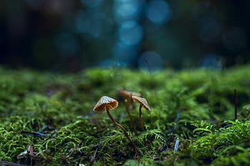 houby, zelený mech, detailní fotografie, Umělecký výstřel, krásu přírody, jemnou krásu, lesní podlaha, přírodní prostředí, malé houby, mechový zem, bokeh pozadí