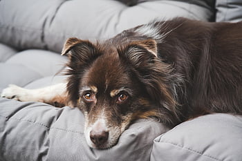 australian Shepherd, dog, pet, canine, animal, nature, lying, fur, snout, mammal, domestic Animal