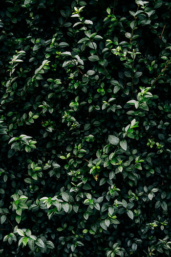 struik met bladeren, levendig groen gebladerte, detailopname, natuurlijke achtergrond, dicht bebladerd, groene bladeren, bladachtige achtergrond, Natuurlijk gebladerte, groene planten, blad textuur, bladgroen