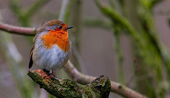 robin, fugl, perched, perched fugl, fjer, næb, fjerdragt, ave, aviær, ornitologi, Fuglekiggeri