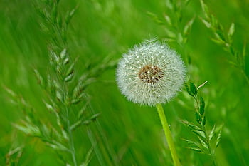 dandelion, flower Background, beautiful Flowers, flower Wallpaper, flower, nature, seeds, blossom, bloom, meadow, green