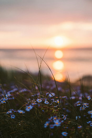 lila Wildblumen, Sonnenaufgang, ruhige Einstellung, natürliche Szene, Wasser Hintergrund, Nahaufnahmefoto, friedliche Atmosphäre, kleine Blumen, Fotografie im Freien, Naturfotografie, Blumenlandschaft