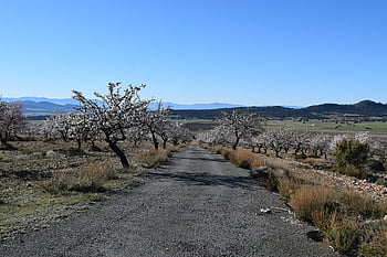 ścieżka, pole, krajobraz, iść, Natura, wiejski, wędrówki, Murcia, cañada de la cruz, Hiszpania
