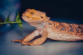 reptile, bearded Dragon, lizard, nature, wildlife, animal, species