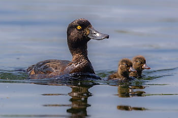 kachna, všívaná kachna, Kachňata, mladý, roztomilý, Příroda, volně žijících živočichů, Wildbirds, fauna, voda, plavání