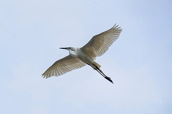 common Heron, bird, animal, fight, wings, wildlife, plumage, beak, nature, ornithology, birdwatching