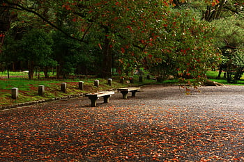 wooden benches, serene park, autumn leaves, Kyoto Japan, park scene, fall foliage, outdoor seating, peaceful setting, natural beauty, seasonal change, park benches