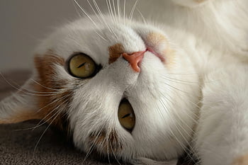 옥양목 고양이, 닫다, 얼룩 고양이, 장난스러운 표현, 편안하게 거짓말, 매력적인, 고양이 얼굴, 고양이 눈, 구레나룻, 애완 동물 사진, 동물 초상화