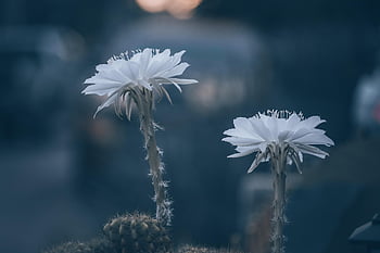 flowers, cactus, plants, white Flowers, flower Background, petals, flower Wallpaper, beautiful Flowers, white Petals, bloom, blossom