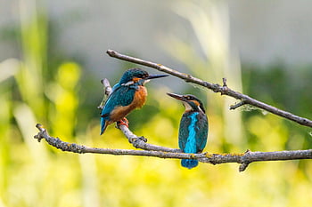 ijsvogel vogels, boomtak, selectieve aandacht, kleurrijke kingvisers, detailopname, natuur, Togethoofd, natuurfotografie, fotografie van vogels, buiten scène, natuurlijke leefomgeving