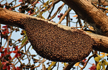 honeycomb, beehive, honey, bee, beekeeping, bees, hive, beeswax, insect, honeybee, nature