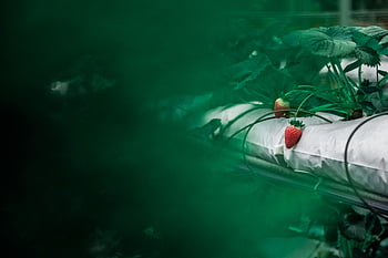 strawberry plants, hydroponic setup, fresh organic farming, vibrant strawberries, red strawberries, hydroponic farming, organic strawberries, strawberry farming, hydroponic strawberries, fresh strawberries, organic farming