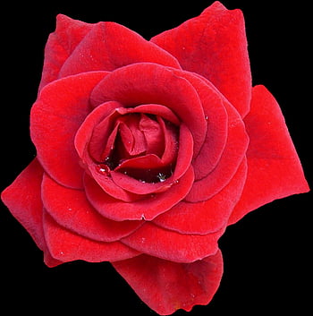 rosa, rosso, fiorire, fioritura, fiore, natura, fioriture di rose, bellissimi fiori, rosa rossa, amore, giardino