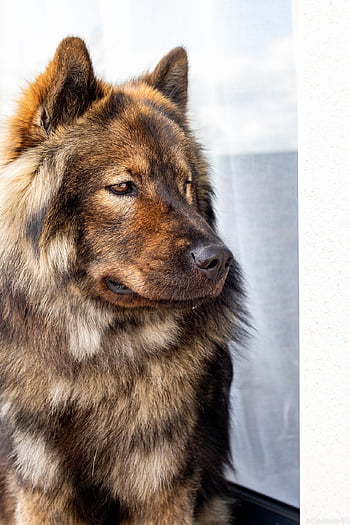 Pes, psí, štěně, domácí zvíře, Příroda, eurasier, zvíře, portrét, rozkošný, roztomilý