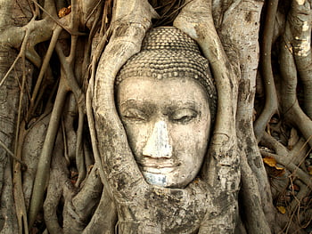 brown tree roots, Buddha head, tree roots, Wat Mahathat, Ayutthaya, Thailand, entwined roots