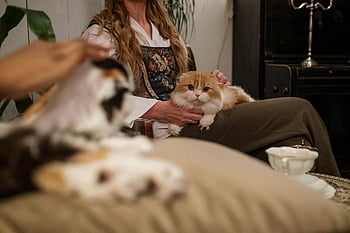 オレンジ色の猫、 女性の膝、 スコットランドの折りたたみ猫、 屋内でリラックスします、 平穏な瞬間、 お茶、 屋内設定、 ペットの飼い主、 居心地の良い雰囲気、 膝の上に猫、 猫と女性