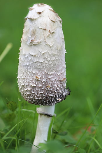 chopftintling, houba, jedlá houba, inkoustová houba, jedlý, coprinus comatus, porcelánové vložkování, plodnic, Druhy hub, comatus, Příroda