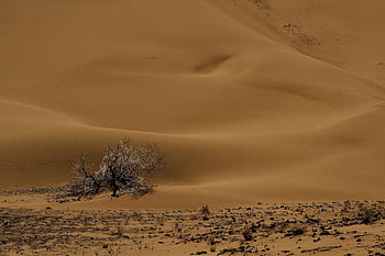 desert, sand, grass, tree, iran, kashan, nature, landscape, minimal, minimalism