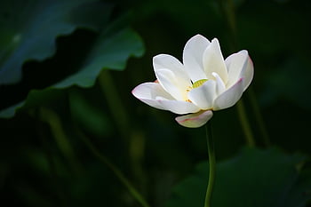 lotus, water Lily, white Flower, aquatic Plant, pond, nature