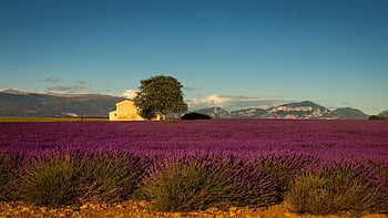 โปรวองซ์, ฝรั่งเศส, ช่อลาเวนเดอร์, ยุโรป, ฤดูร้อน, สีม่วง, ธรรมชาติ, Alpes-de-Haute-Provence, ภูมิประเทศ, บ้าน, Valensole