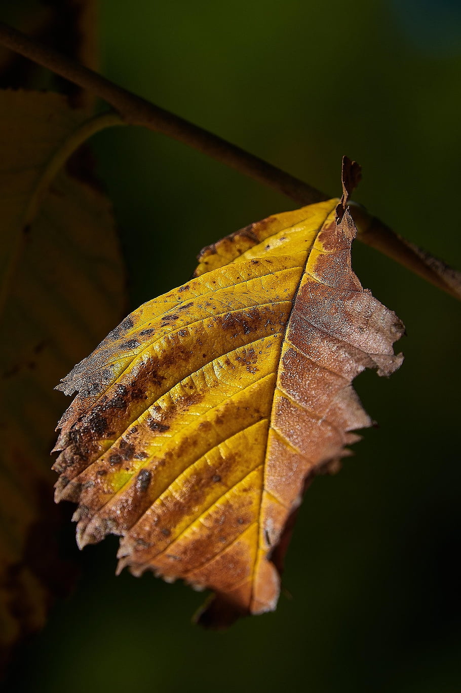 autumn, leaf, foliage, autumn Leaf, autumn Foliage, autumn Season, fall Foliage, fall Leaf, nature