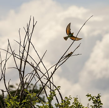 bird, tree, nature, wildlife, countryside, forest, branch, summer, telephoto, clouds