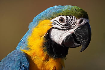 yellow Macaw, parrot, parrot Bird, multicoloured, plumage, close Up, portrait