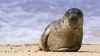 těsnění, námořní, savec, druh, fauna, místo výskytu, pobřeží, šedá, svítání