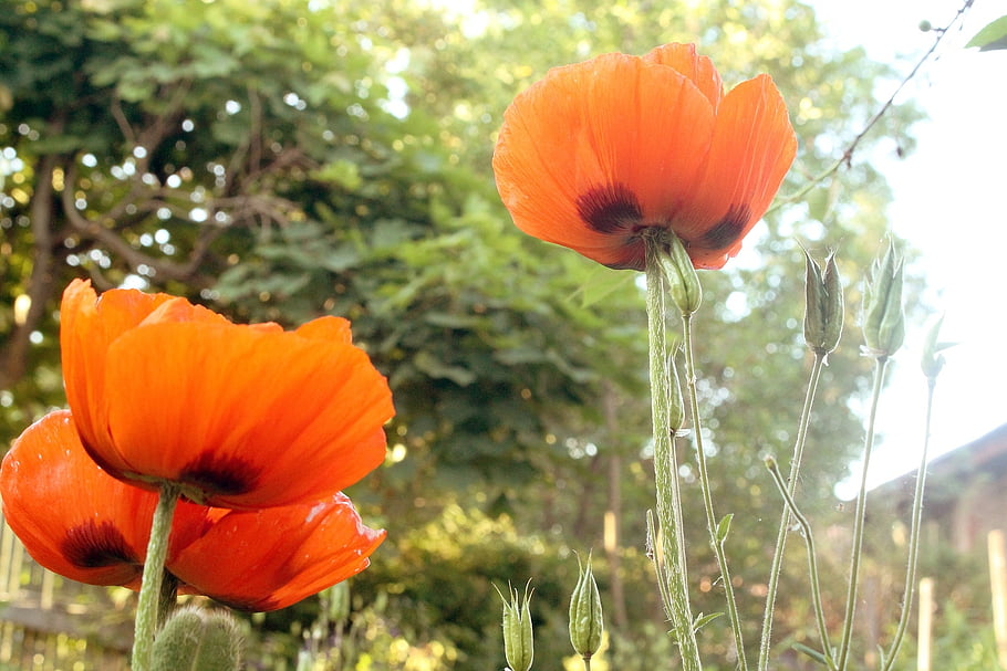 poppies, flowers, summer, garden, plant