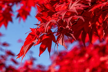 le foglie, acero, autunno, foglie rosse, fogliame, albero, pianta, flora, natura, avvicinamento